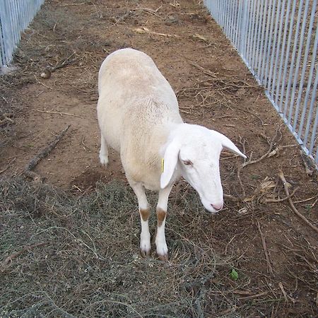 Centro De Agroecologia Y Medio Ambiente De Murcia Bullas Eksteriør bilde